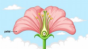 Detailed parts of a flower labeled | Premium Stock Video Footage