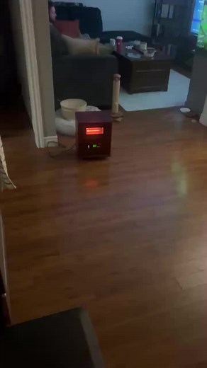 When you #adopt a #kitty from #spca and she misses her #brother so you go back and adopt him too, and they are #reunited