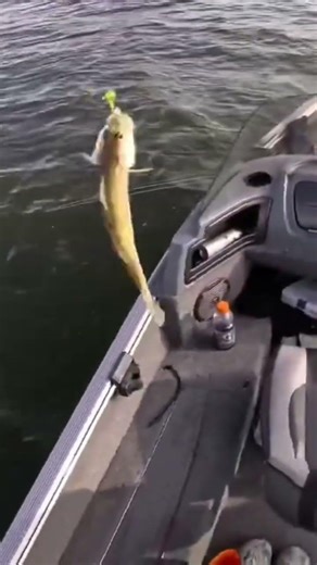 Wolf River Spring Walleye Fishing!!! #walleyefishing #wisconsin #walleye #fishing