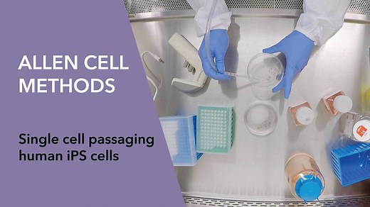 11K views · 42 reactions | To ensure researchers have success working with our human induced pluripotent stem cell lines in their lab, our Amanda Haupt highlights nuanced techniques and helpful tips while demonstrating our single cell passaging protocol. Learn more about our Institute for Cell Science bit.ly/AllenCellPassaging. | Allen Institute | Facebook