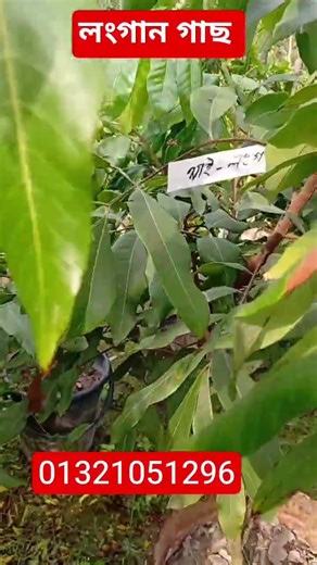 বিশ্বের দামি রুবি লংগান গাছ | red ruby longan| ruby longan