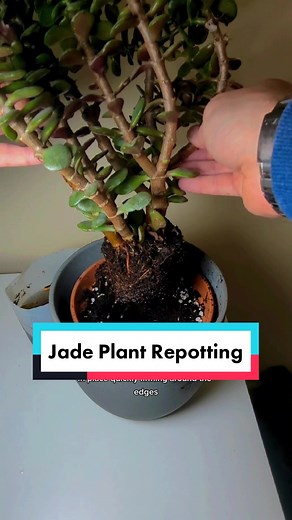 Plants 'n' Gardens on TikTok