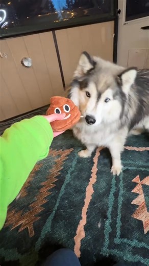  Endless giggles for everyone—yes, even the pups! This talking poop toy turns playtime into a hilarious, laugh-out-loud experience for kids, adults, and furry friends alike. 藍 Perfect for family fun, pranks, and silly moments that never get old! | Guideleading=F | Facebook