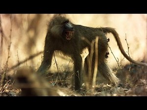You Don't Want to Be Around When Baboons are Hunting