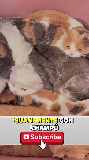 Cat Washing Machine! This is what a professional feline bath looks like