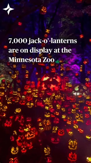 🎃👻PUMPKIN PARTY: Twenty artists make 7,000 pumpkins for the Minnesota Zoo’s Jack-o-Lantern Spectacular throughout the five-week run. At any given time, 5,000 light up the one-way trail, including some artificial ones in difficult-to-reach locations. Big pumpkins take up to 20 hours to carve. They’re covered with intricate designs like skeleton-versions of “The Simpsons” on a couch, a heavy metal collage, Prince, Vikings wide receiver Justin Jefferson and pop sensation Taylor Swift. 🎥: @alicia