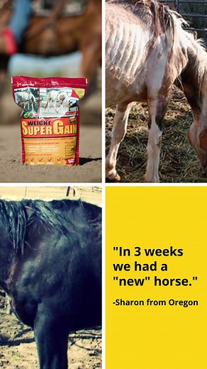 Our customers success stories speak for themselves. Thousands of horse owners trust Super Weight Gain as the premium weight gain solution. We know it isn't always easy but that's what we are here for. Most weight gain products contain mostly fat and fiber. There are so many other ingredients that your horse needs to gain weight and build topline. Click below to find out how to help your horse gain weight, AND use our 30% OFF offer for your first 4-lb bag of Super Weight Gain with free shipping. 