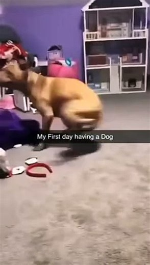 Crazy Dog Moments Compilation | Hilarious Canine Antics