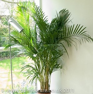 Dypsis lutescens - Alchetron, The Free Social Encyclopedia