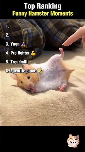 Top Ranking Funny Hamster Moments 🐹 #hamster #funny