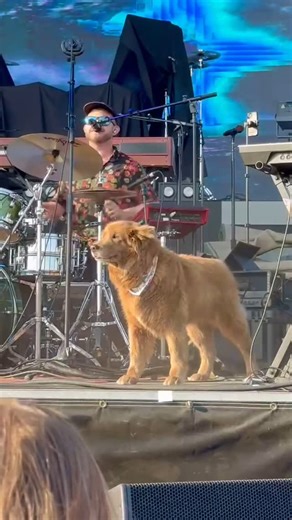 23K views · 42K reactions | First night of tour was so much damn fun! Massive thanks to @stickfiguremusic for having us and @cocoathetourdog for sitting in last night  Petaluma CA tonight (sold out ) - @slo805ca | The Hip Abduction | Facebook