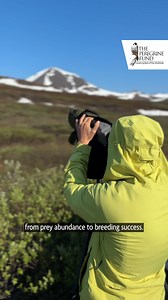 Staff Spotlight: Kara Beer, Gyrfalcon & Tundra Conservation Program Field Crew Lead Kara spends every summer in Nome, Alaska conducting research on the Gyrfalcon and other raptors for our Gyrfalcon & Tundra Conservation Program. Hear what she has to say about the grueling, but rewarding work she does with The Peregrine Fund. Video Clips: Kiliii Yuyan, Travis Booms, Kara Beer, Curtis Evans, Sage Dale, Dakota Walz, Michael Henderson, courtesy of The Peregrine Fund, Devin Johnson, Bryce Robinson Mu