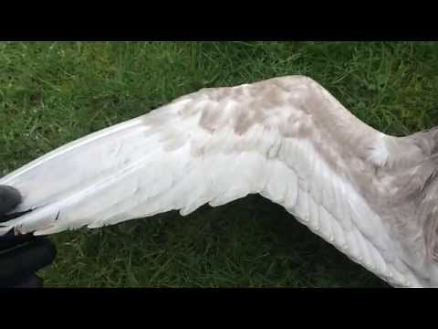Bird Wing Anatomy - Underside