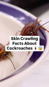 43 reactions · 70 shares | Cockroaches: creepy AND dangerous #Cockroaches #Cockroach #BugFacts #DidYouKnow #DYK #CreepyCrawlers | PestWorld | Facebook