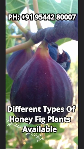Different Types Of Honey Fig Plants Available Order Now Catalog on WhatsApp: https://wa.me/c/919746741888 Website - https://veliyathgarden.com Call or WhatsApp 0097467 41888 #fig #figfruit #figfruits #figurephotography #brownturkeyfig #brownturkeyfigs #brownturkeyfigtree #fruits #fruits #fruitplant #fruitplants #fruitplantlovers #fruitplantnursery #sweetfruit #fruittree #figfruit #sweetfig #nature #naturephotography #naturelovers #music #exotıcfruits #exóticfruit #exoticfruitplants | Veliyath Ga