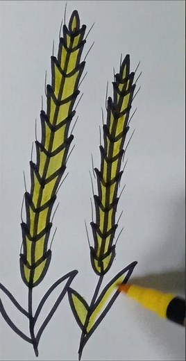 Wheat 🌾🌾 drawing 🥰