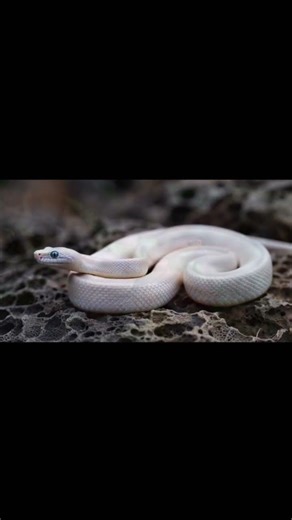 #snake #sneakers #snack