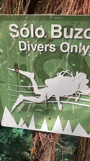 Going down?⬇️ Divers Only!! 🤿 . . . 📸: @richardiving .⁠ .⁠ .⁠ #sdidivers #scubadiving #scubalife #scubadivers #scubalove #scubaworld #scuba #scubagram #dive #divelife #diver #divebuddy #divers #cenote | SDI - Scuba Diving International