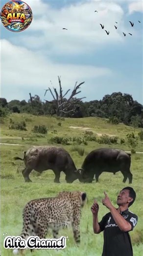 Leopard Siaga! Kerbau Berhadapan Dalam Pertarungan Epik!