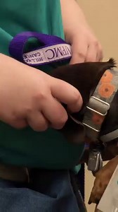 8.7K views · 293 reactions | The dogs who are part of the UPMC Hillman Pet Therapy Program are such an important part of our team! They play a key role in brightening the days of our patients and staff. Every dog has his or her day at UPMC Hillman — follow in River’s pawprints during one of her recent visits.  | UPMC Hillman Cancer Center | Facebook