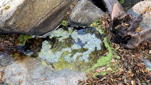 Today’s meditation is all about water and fallen leaves. Enjoy. | Cuyamaca Rancho State Park