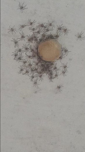 Spiderlings Emerge! Witness a Spider Egg Sac Hatching 🕷🕸 #spider #babyspider #egghatching #silk