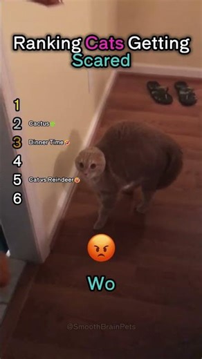 Ranking Cats Getting Scared🤣