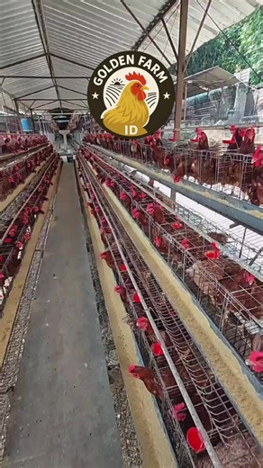 #ayampetelur #viral #fyp #kandangan #viralvideo