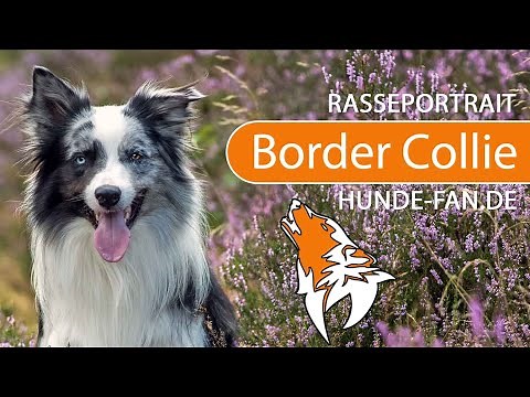 ► Border Collie [2021] History, Appearance, Temperament, Training, Exercise, Care & Health