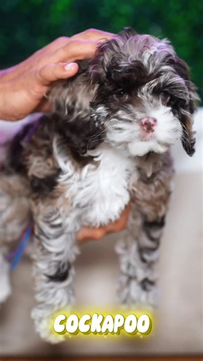 Puppy Love PR on Instagram: "Toy Poodle 🐩 + Cocker Spaniel 🐶 : ✨ Cockapoo ✨ 💛 Dulce y cariñoso 🧠 Súper inteligente 🎾 Juguetón y lleno de energía 🏡 Perfecto para la familia Un compañero fiel que se adapta a tu ritmo y te llena la casa de alegría todos los días. 🥰 #Cockapoo #puppylovepr #PerritosFelices #DogLife #AmorPeludo 💕🐾"