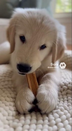 Slow Chew Treat Sounds - Puppy ASMR