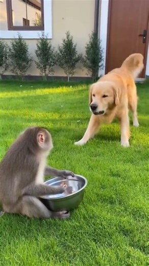 Funny Monkey & Dog Moments 🐒🐶😂#FunnyMonkey #FunnyDog #AnimalFun