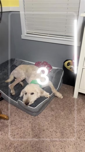 Tabitha (@tabithafarleybuck)’s videos with PAW Patrol Opening Theme - PAW Patrol