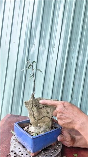 Techniques for creating a bonsai tree grafted onto rocks #bonsai#caycanhnghethuat
