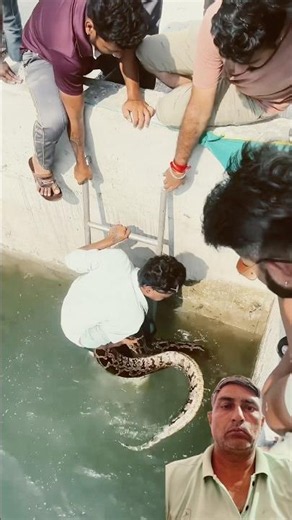 Python snake fangs/#python /#shortvideo /#ytshorts /#shorts/#trendingvideo