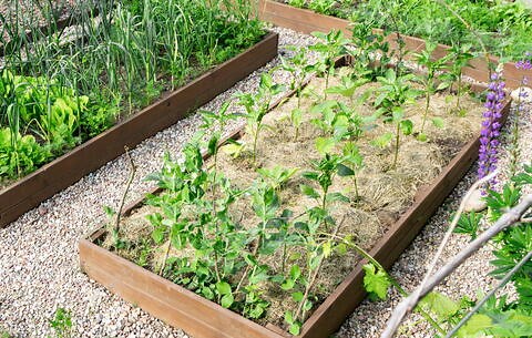 12 Natural Ways to Kill Weeds in Your Garden