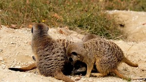 Meerkat, Cub, Cute, Group