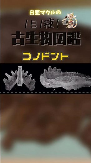 【１日１種！古生物図鑑】コノドント #化石 #古代生物 #解説
