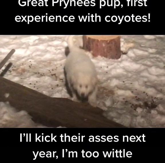 Great Pyrenees vs Coyotes - Protecting Livestock