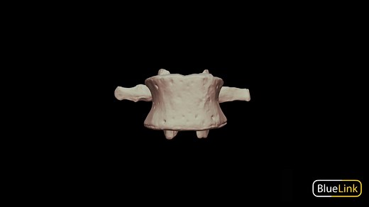 Lumbar Vertebrae - L3, Labeled - 3D model by Bluelink Anatomy (@bluelinkanatomy)