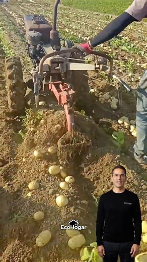 La forma más rápida de cosechar papas : Tecnología agrícola viral #agro #papas #viral