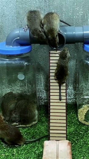 Best humane mouse trap idea easy to make #mousetrap #diy #mouse 1