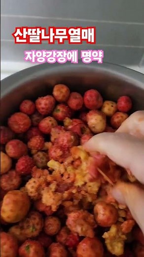 열매가 익으면 떨어집니다 설탕과 산딸나무열매를 동양으로 발효액으로 만들었습니다