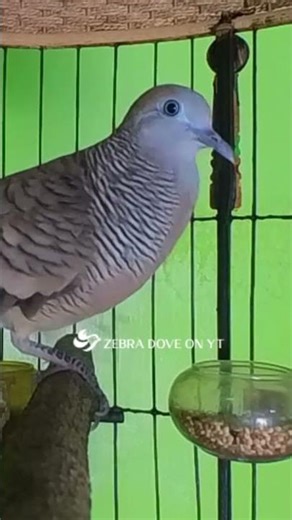 Zebra Dove call Bird sounds for relaxations 151 #birds #birdsounds #birdsoundscape #birdsong #animal