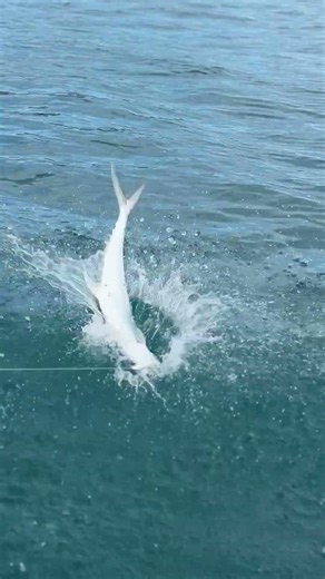 Royal rumble on the line! #fishing