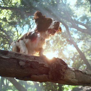 6.5M views | For your dog’s wellness | Petco | Facebook