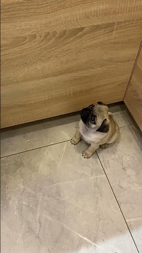 Tiny Demanding Pug Puppy || ViralHog