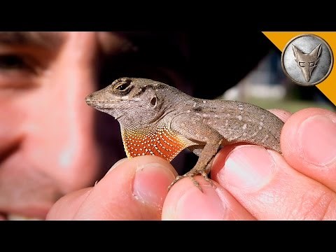 Small Lizard is Super Feisty!