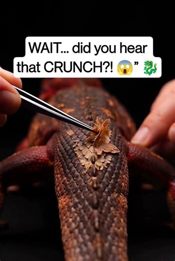 “Satisfying Crunchy Sounds from the Tail 🐉 | Bearded Dragon ASMR”