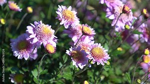 Beautiful natural background of chrysanthemums.
